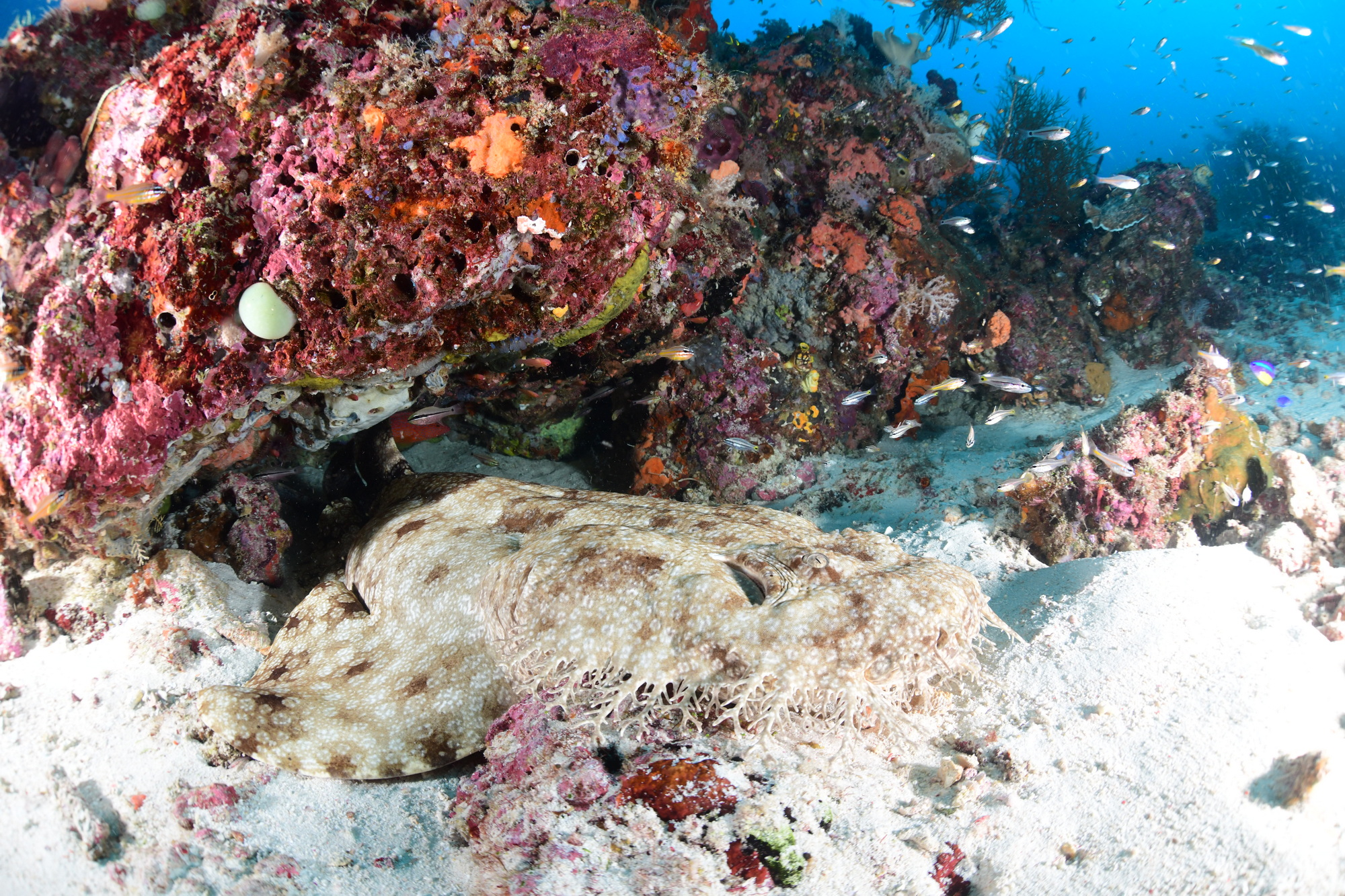 wobbegong haai