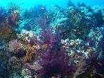Pinnacel vol met zacht koraal