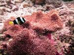 Sebae Anemonefish at his anemone