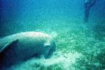 Dugong