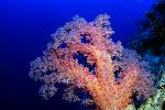Zacht koraal op 70 meter