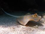 Bluespotted stingray