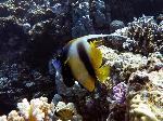 Red Sea bannerfish