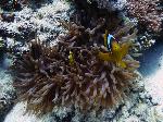 Two curious Red Sea anemonefish