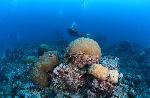 koraal en duikers