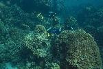 duikers boven enorme koralen