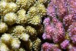 geel en roze hard koraal
