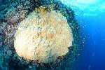 groot koraal met anthiassen