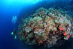 koraal op elphinstone rif