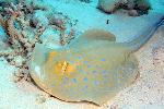 bluespotted stingray