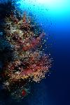 koraal rif