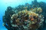 koraal met vlaggenbaarzen