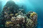 koraalrif van Moreen Beach