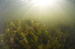 zonnestralen boven de waterplanten