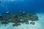 duikers boven het koraal