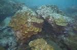 rotsblokken met koraal