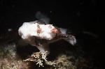 witbruine frogfish