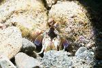 kleine mantis shrimp