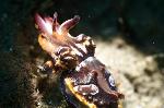 flamboyant cuttlefish