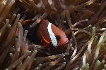 clownfish in een anemoon