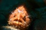 hairy frogfish