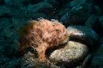 hairy frogfish