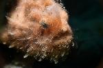 hairy frogfish