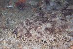 wobbegong haai