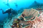 wobbegong haai ligt in het koraal